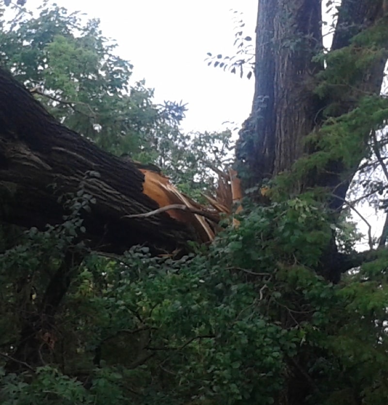 Tree cracked in half by high winds